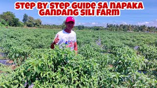 5 Hektars Sili Farming STEP by STEP Guide From Planting to Fruiting Stage [upl. by Enoid]