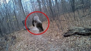 5 Terrifying BIGFOOT Sightings Caught on Camera [upl. by Esydnac]