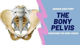 Pelvis Anatomy  Bony Pelvis  Articulated Pelvis  Abdomen [upl. by Osner]