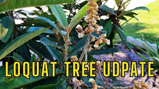 Loquat Oliver Tree Starting to Flower [upl. by Shiau]