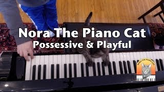 Nora The Piano Cat Possessive amp Playful [upl. by Ayahsal]