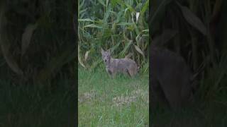 🐺நரியை🍁🔟வருடங்களுக்குப்பின் நேரில் பார்த்த தருணம் villagelife farming fox nature trendingshorts [upl. by Fraser]