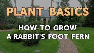 How to Grow a Rabbits Foot Fern [upl. by Nowujalo633]