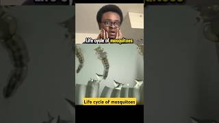 Life cycle of mosquitoes shorts ytshortsvideo viralshort youtubeshorts faujiboywife [upl. by Anavlis]