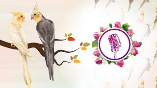 Cockatiel bird to singing and talking  cockatiel singing training [upl. by Eimmelc]