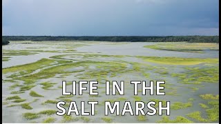 Coastal Kingdom  Season 4 Episode 3 – ‘Life in the Salt Marsh’  Full Episode [upl. by Irollam216]