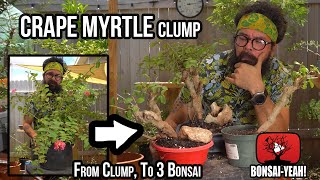 Creating 3 Bonsai from a Clump Of Crape Myrtles  BonsaiYEAH [upl. by Anissej]