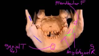 Mandible features [upl. by Avalsorim]