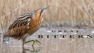 BITTERN birds in the winter reed beds [upl. by Odnala]