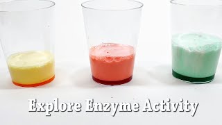 Explore Enzymes  STEM Activity [upl. by Ashatan661]