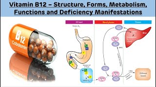 Vitamin B12  Structure Forms Metabolism Functions and Deficiency  Vitamin B12 Biochemistry [upl. by Norrv724]