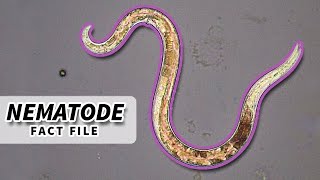 Nematoda Facts ROUNDWORM Facts and Information  Animal Fact Files [upl. by Adnirod]