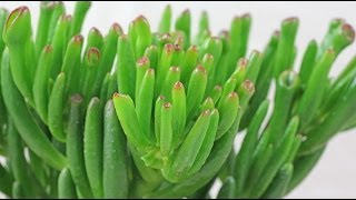 Crassula ovata quotGollumquot  Geldbaum Jade Plant [upl. by Giffy]