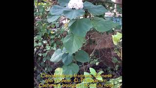 Clerodendrum fragrans Chinese glory bower Hazar Mogra Clerodendrum philippinum fragrant flowers [upl. by Bartosch866]