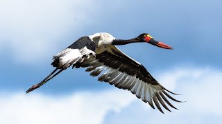 Le Jabiru  Oiseau dAfrique  Documentaire animalier [upl. by Fish751]