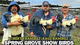 Beautiful Big Farm Show Birds ROBERTO RAMIREZ [upl. by Yttak]