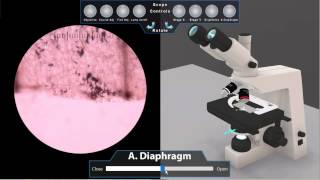 3D virtual microscope lab demo  Oregon State Ecampus [upl. by Froemming203]