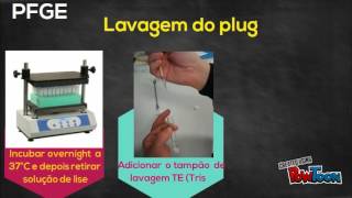 PFGE Pulsed field gel electrophoresis  Técnicas de Biologia molecular [upl. by Yentrok]