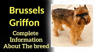 Brussels Griffon Pros and Cons Price How to choose Facts Care History [upl. by Leaffar532]