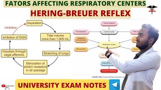 HeringBreuer Reflex Factors Affecting Respiratory Centers Respiratory system physiology [upl. by Namaj149]