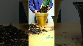 Snake Plant Cylindrica REPOTTING [upl. by Alexi]