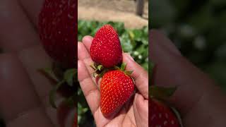 Strawberry picking Beerenberg Family Farm [upl. by Evannia]