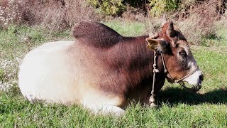 Small cow breed in Krishna Valley ISKCON Hungary cowprotection [upl. by Mcgrody]