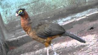 nocturnal curassow  nothocrax urumutum [upl. by Atinaj]