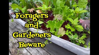 Foragers and Gardeners Beware [upl. by Ettenrahs]