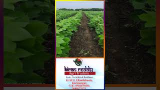 Best amp Tested Fertlizers and Pesticides Store  All Varietity Fertlizers Pesticides for Agriculture [upl. by Airla]