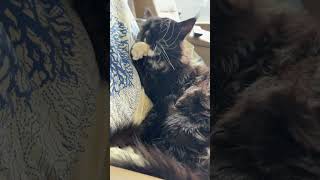 My cat is licking his fur offshortvideoytviralcebunorwayvlog [upl. by Rebeca]