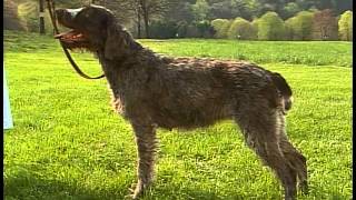 Wirehaired Pointing Griffon  AKC Dog Breed Series [upl. by Loria958]