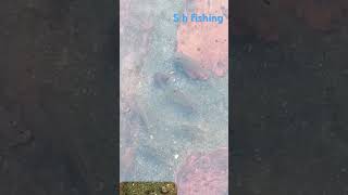 fishings h fishing fish bdfishfishinglife fishing shorts subscribe [upl. by Roldan]