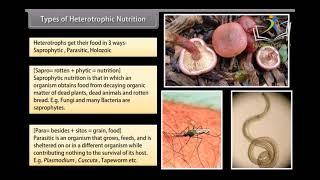 Life Processes  Full Chapter Explanation Part 1  Class 10 Biology Chapter 6 202223 [upl. by Nael]