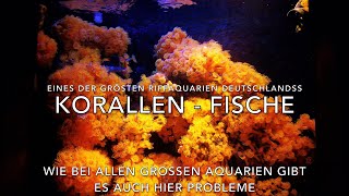 Eines der größten Korallenriff Aquarien in Deutschland  Entspannung  Kupferanemonen Gorgonien [upl. by Odlamur156]