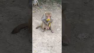 Monkey ka video [upl. by Sinclair]