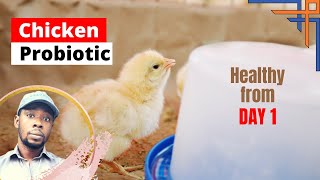 How to Make Chicken Probiotic LAB for Healthy Chickens [upl. by Aramac216]