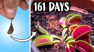 Growing Venus Fly Trap Plant Time Lapse 161 Days [upl. by Ahsenik]