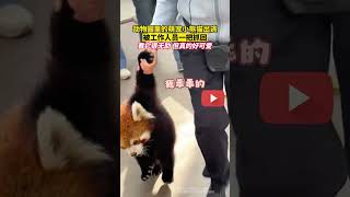 小熊猫越狱被饲养员抓回来，第一次从动物脸上看到了尴尬哈哈哈熊猫 小熊猫 搞笑 [upl. by Ennovoj]