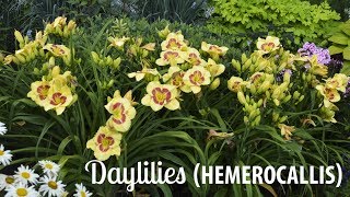 Daylily Production Tips  Walters Gardens [upl. by Ahsauqram]