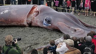 Processing Giant Squid With A Team Of Professional Chefs  Fishing Giant Squid In The Sea [upl. by Maillw75]