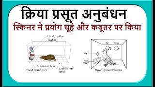 बी एफ स्किनर का क्रिया प्रसूत अनुबंधन II operant conditioning theory II Skinner THEORY [upl. by Shuping]