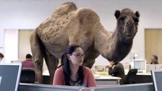 Hump Day Camel Commercial  Happier than a Camel on Wednesday  Hump Daaaay [upl. by Ciapha]