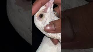 Golden eyes kalo dana pigeon pegionsvideos pigeonloverpegionclubpegiontraining ￼￼￼ [upl. by Anaiv]