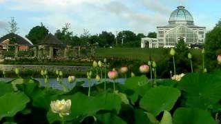 Lewis Ginter Botanical Garden Lotus Blooming Richmond VA [upl. by Talya908]