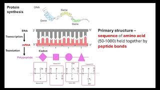 Proteins OCR A ALevel Biology Revision Module 2 Biological Molecules [upl. by Ylremik]