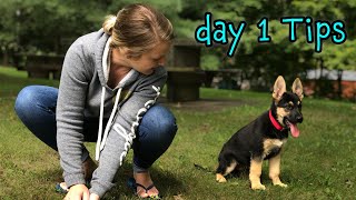 German Shepherd Puppy Day 1 Training Tips  START TRAINING NOW [upl. by Solracnauj]