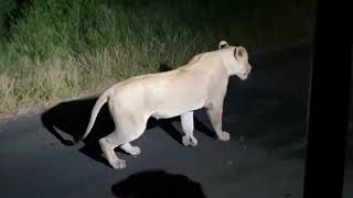 Lioness roar  Kruger National Park Sightings 2024 [upl. by Aurthur]