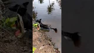 An Alligator Attacks A Dog [upl. by Zed]