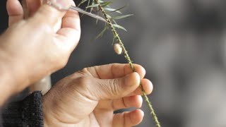 Bonsai de Araucária  Bosque Araucaria angustifolia vídeo 10 [upl. by Deborah]